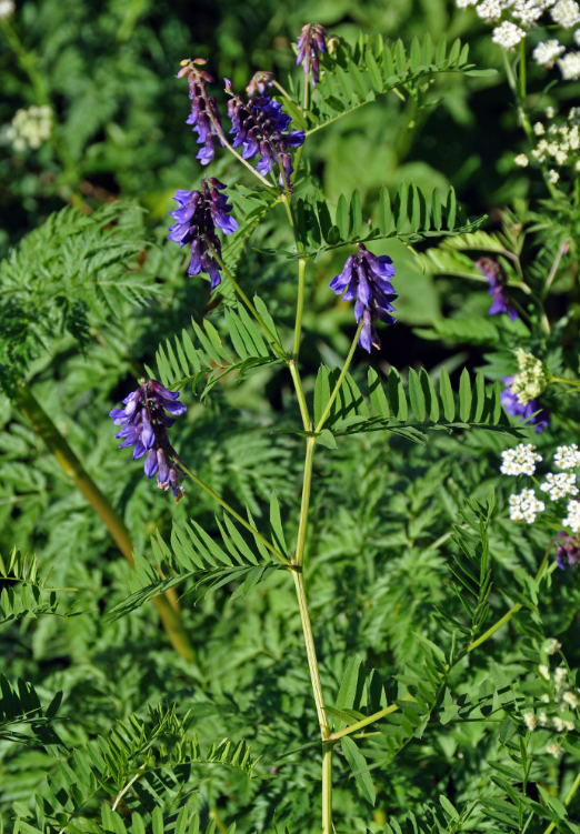 荒野维生野菜系列——广布野豌豆