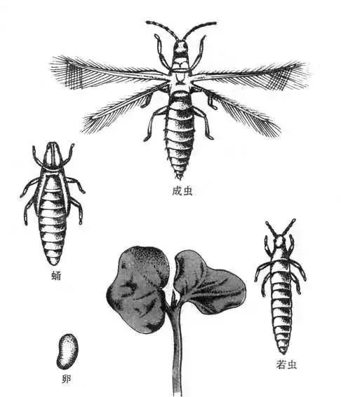 棉蓟马成虫体长1～1.3mm,淡褐色,雌虫全体淡褐色,雄虫全体黄色.