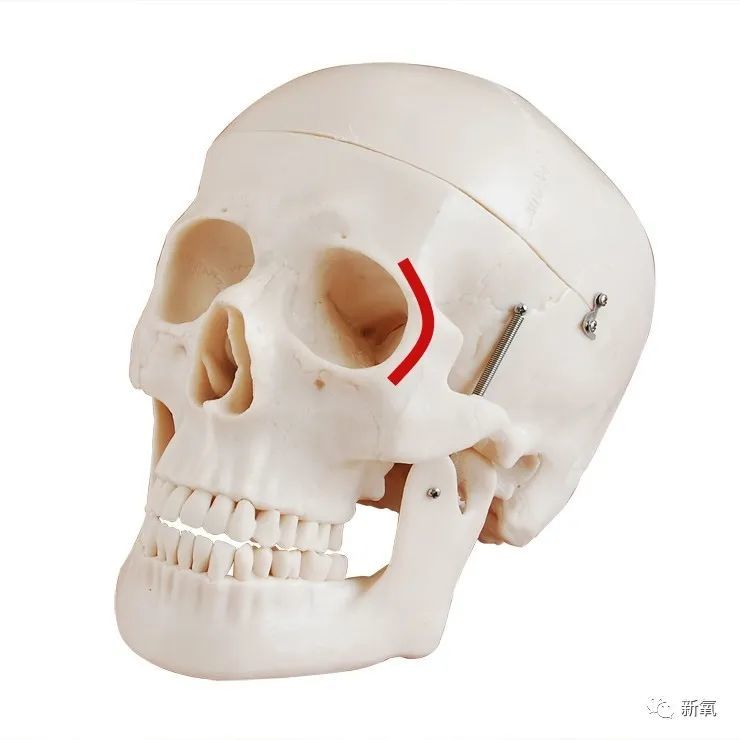 连接骨骼这三处后,就会形成一条位于眼眶外侧的c字形弧线,它也叫做