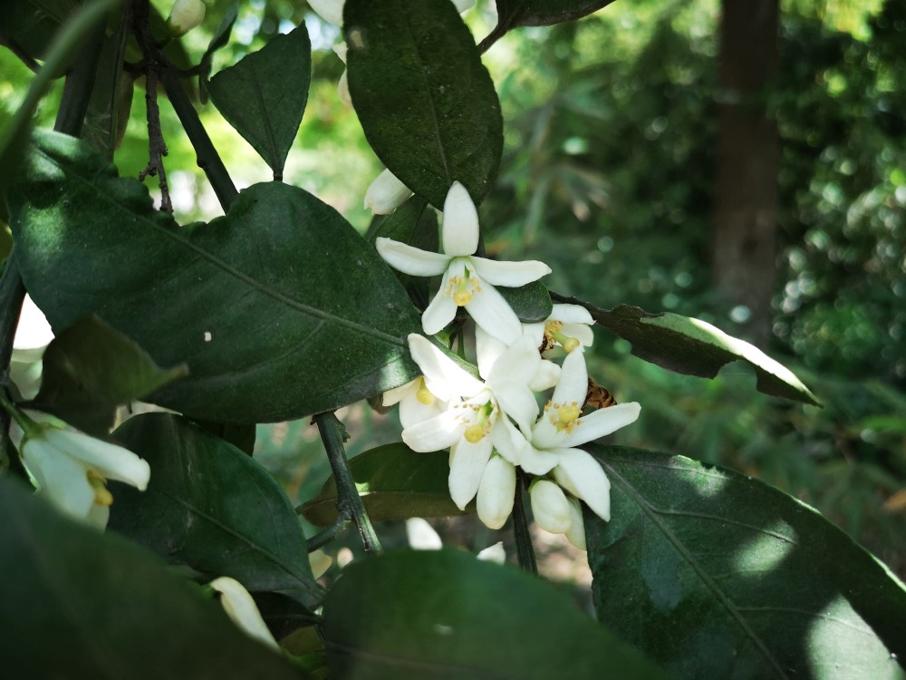 桔子树开花了,枝叶间溢满清香