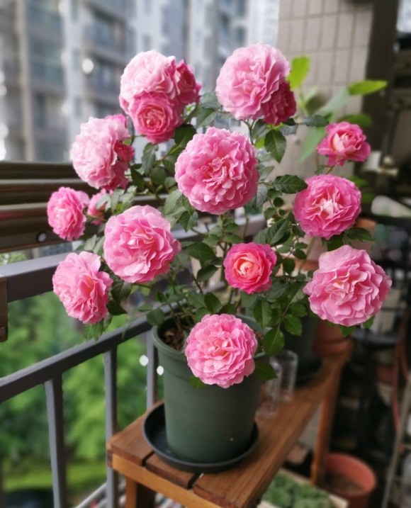 如果只能养一种花我会选海神王阳台美若牡丹全年花开