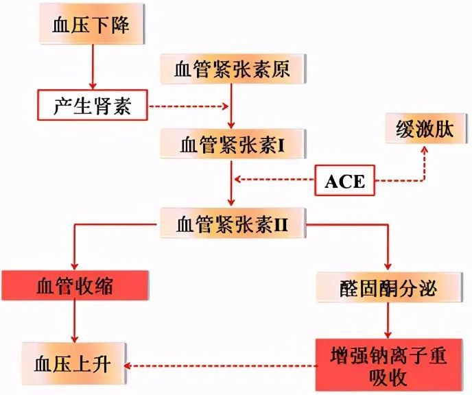 raas系统即是肾素-血管紧张素-醛固酮系统,当raas系统过度激活,肾小球