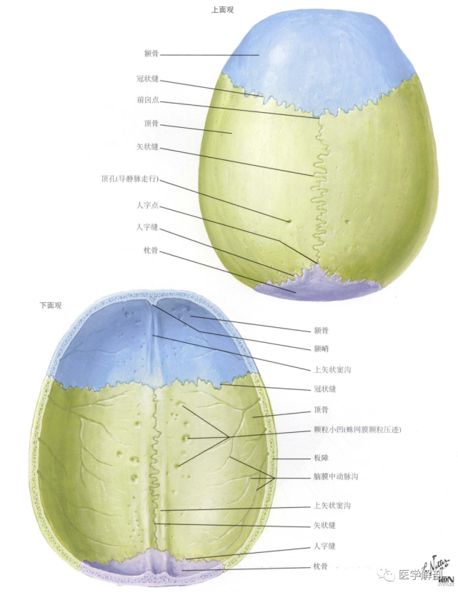 (答案:冠状缝 矢状缝 人字缝 ) 本期题目(颅底的下面观) 快留言,将您