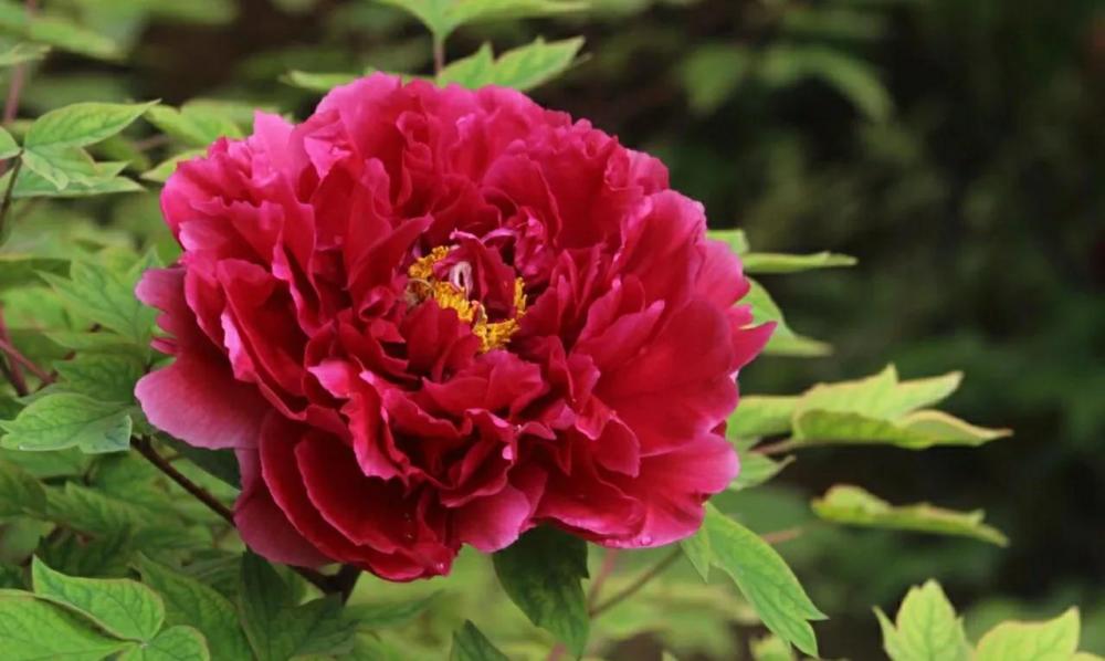 洛阳王城公园的"花王"牡丹