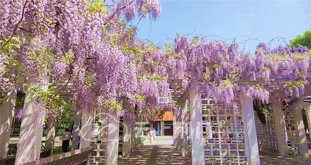 经典诵读丨宗璞散文名篇——《紫藤萝瀑布》