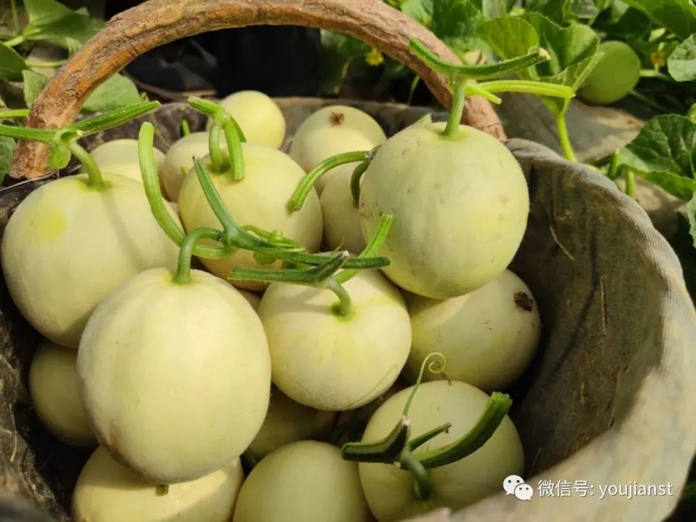 5月吃这个瓜才劲爆!号称甜瓜界中的"爱马仕",甜起来不要命