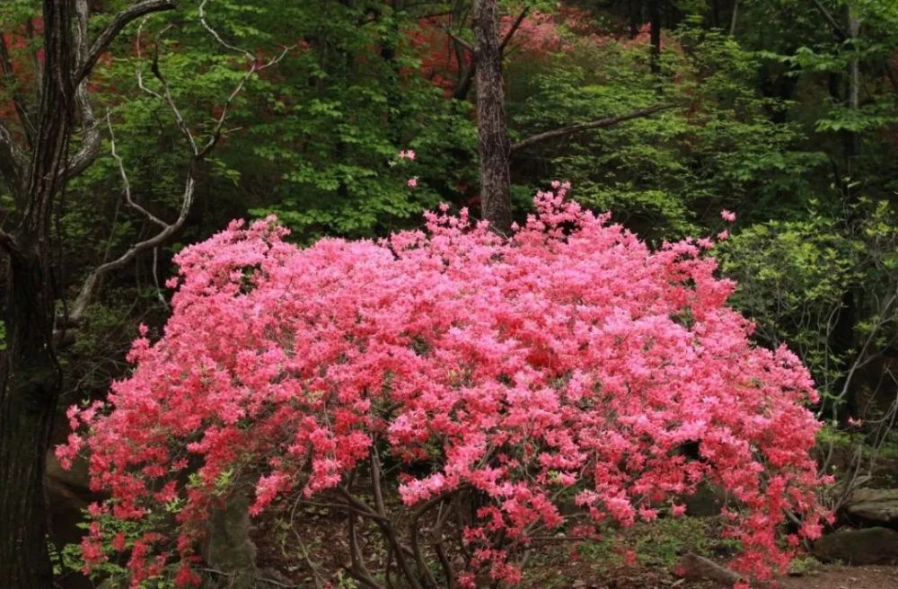 五莲山杜鹃花邂逅五一小长假,今来赏花正当时!