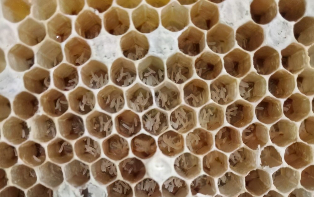 蜜蜂在失王之后发生工蜂产卵,养蜂人该如何正确的处理