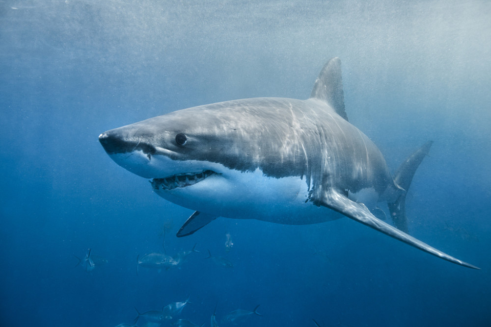 鲭鲨科,噬人鲨属的大型凶猛鲨鱼