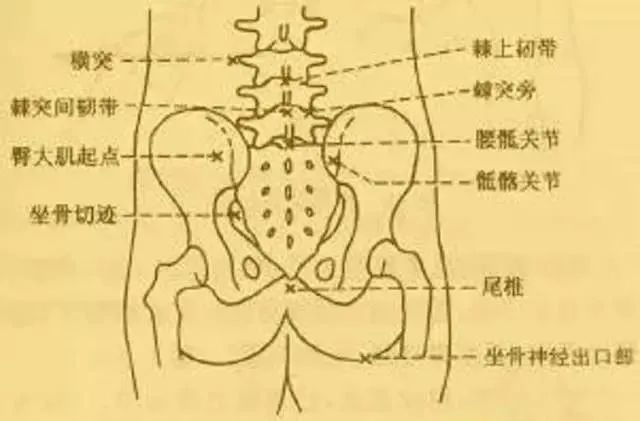 上图我们着重看腰椎的位置,由于体态发生改变,腰椎曲度会因为骨盆后