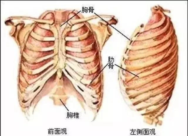 小肚子突出?屁股扁平?原来是骨盆后倾!