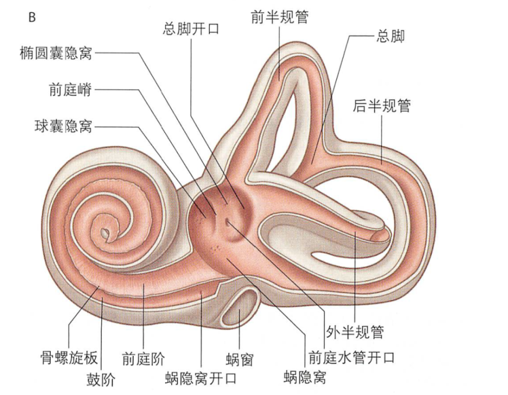 内耳骨迷路