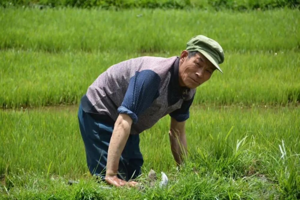 田野日志:最后的小农之夏耘