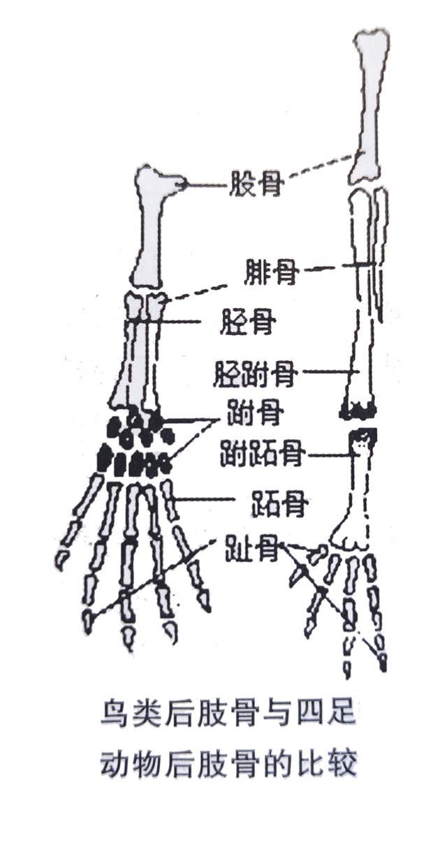 公鸡也有大长腿,母鸡:小短腿是谁?