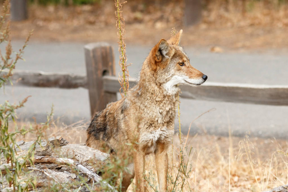 郊狼和美洲獾"狼獾为奸",协同捕猎