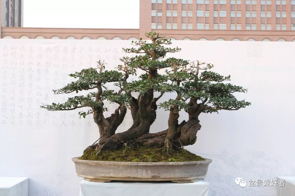 赏玩盆景,细心栽种人生的大树!