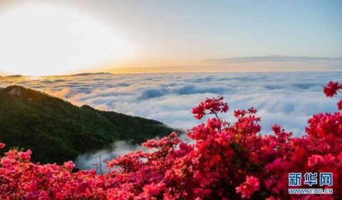 湖北麻城龟峰山:半山云雾半山红