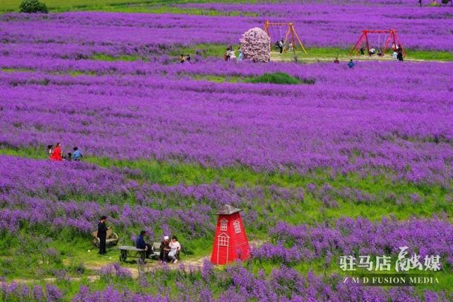 在芝麻小镇里,除了美丽壮观的各种花海和各种游乐项目是游客热衷的网