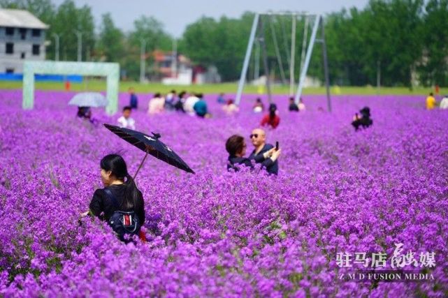 在芝麻小镇里,除了美丽壮观的各种花海和各种游乐项目是游客热衷的网