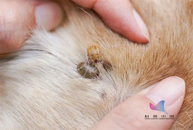 警惕!假日出去玩,千万要小心这些虫子