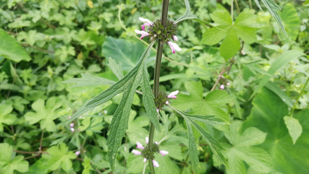 艾草有几种,怎么分辨?都有什么用?