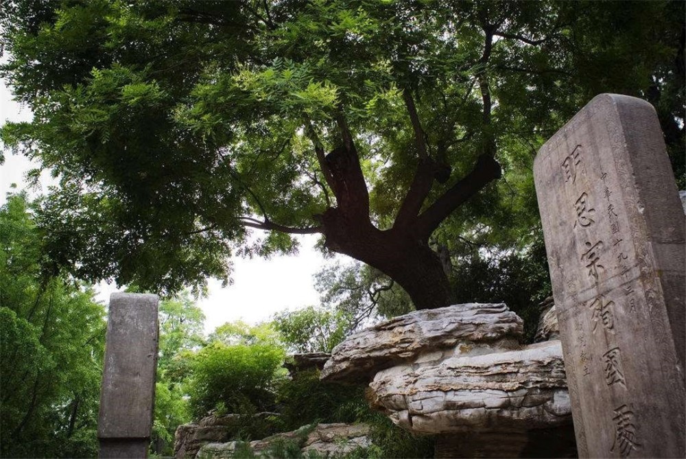 明朝崇祯皇帝吊死的那颗"歪脖树",300多年后,现在是什么样