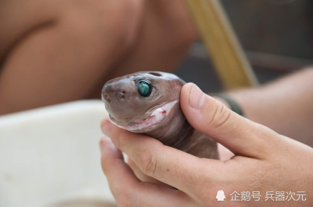 30艘核潜艇被咬伤神秘生物让美军损失惨重连虎鲸都沦为盘中餐