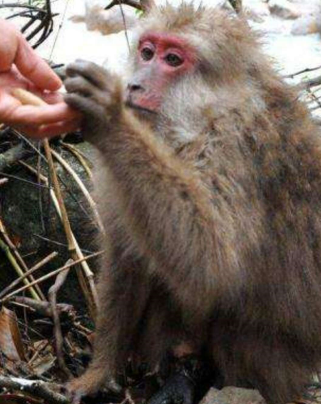 夫妻养的猴子,生下只奇怪小猴子,看清小猴子样貌后,纷纷吓了一跳