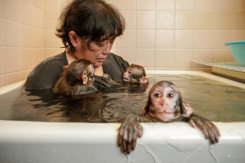 夫妻养的猴子生下只奇怪小猴子看清小猴子样貌后纷纷吓了一跳