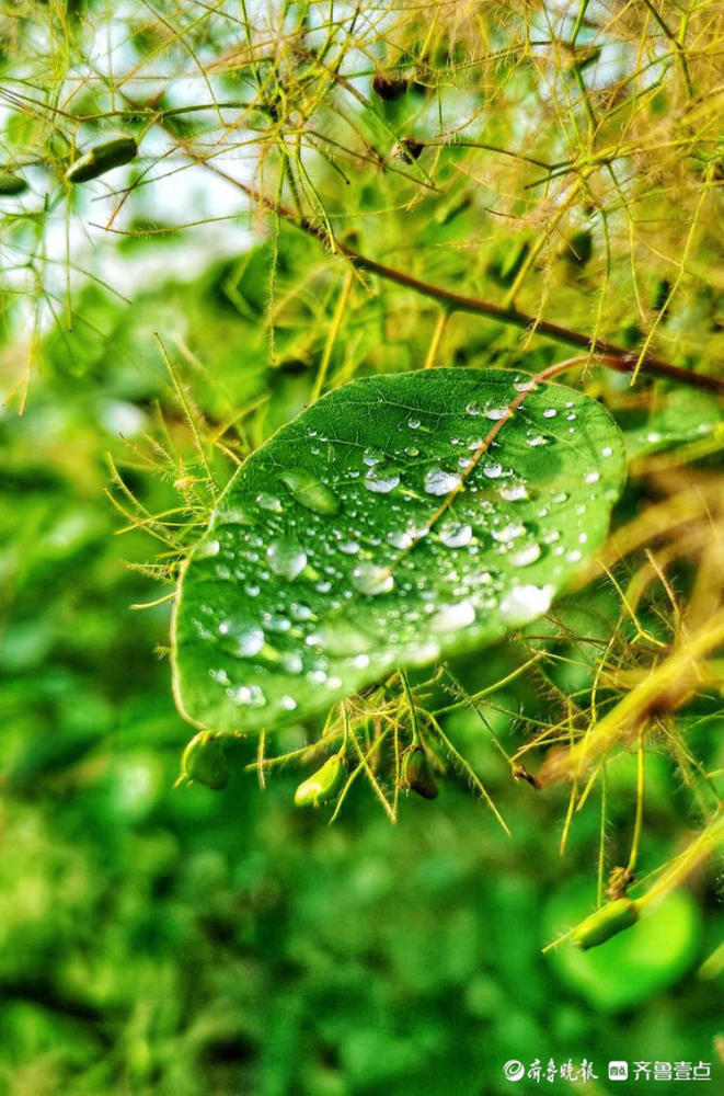 济南英雄山花草露珠滚,雨后清晨惹人