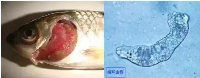 棘头虫22.毛细线虫23.鱼怪虫