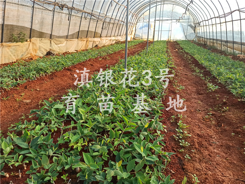 金银花育苗基地