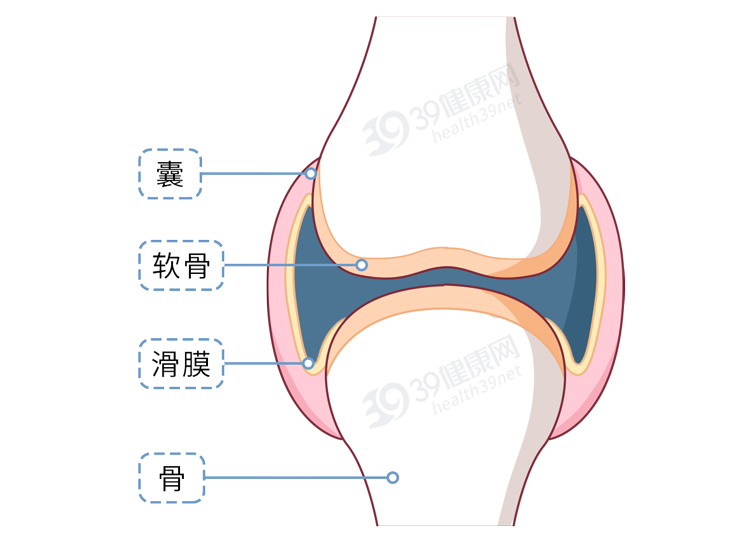 关节由 关节面,关节腔,关节囊组成