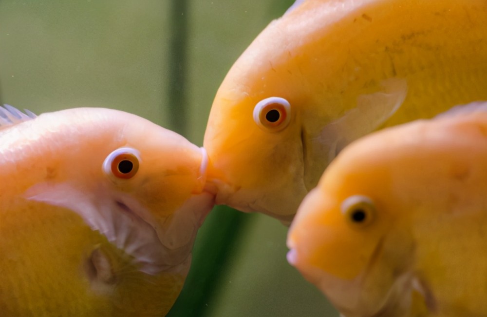 人工养殖金菠萝鱼时,正确的饲养方法,你是否了解呢?