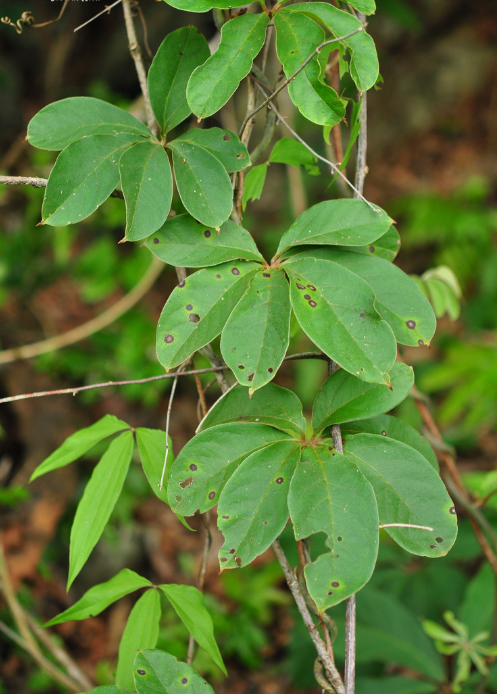 荒野维生野菜系列五叶薯蓣