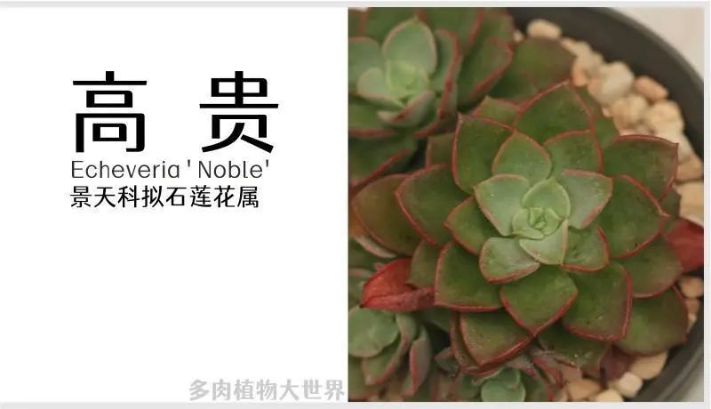 "高贵"景天科风车石莲属多肉植物,中小型种,易群生