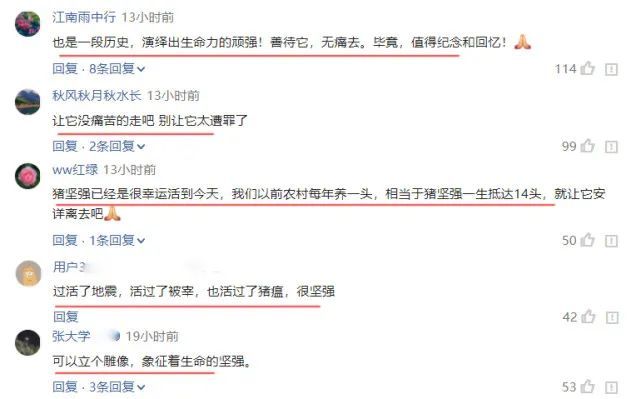 考虑安乐死!14岁"猪坚强"情况很糟,网友:希望它活到5.