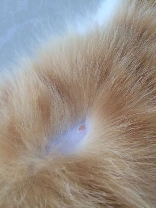 猫藓初期的时候 猫咪的脸部,身体上 会出现圆形红斑 并伴随着皮损