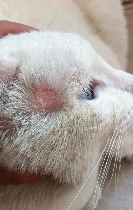 猫咪的脸部,身体上 会出现圆形红斑 并伴随着皮损,结痂 脱毛,断毛以及