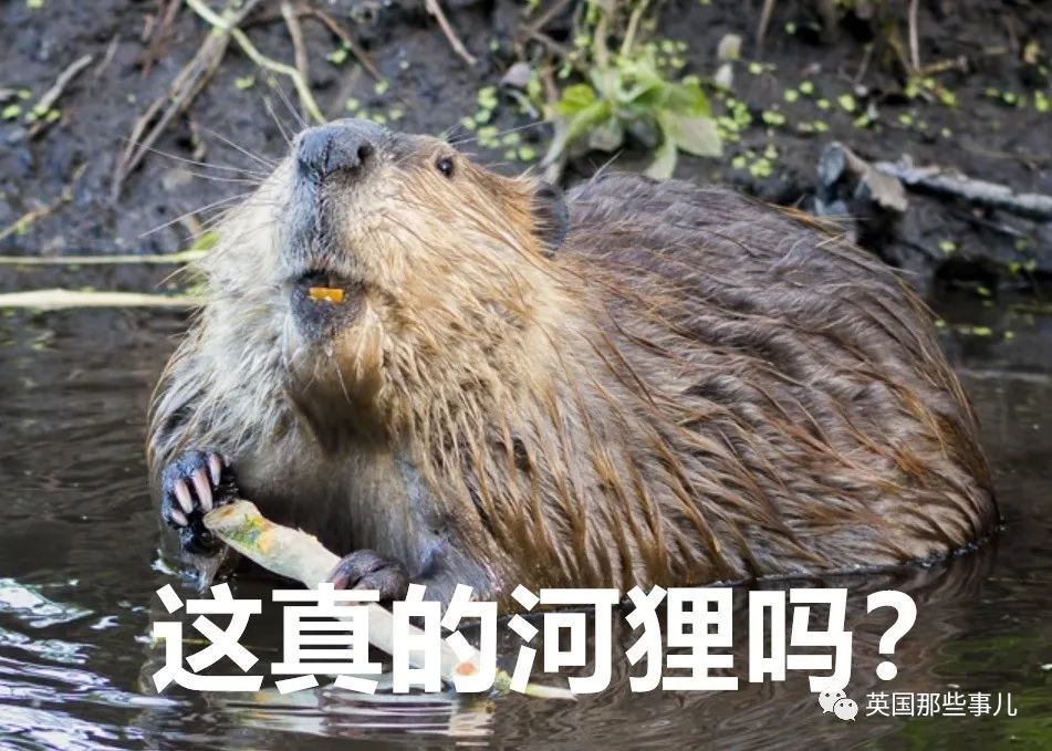 为了拯救三文鱼,科学家把城里的河狸抓起来"发配"森林!