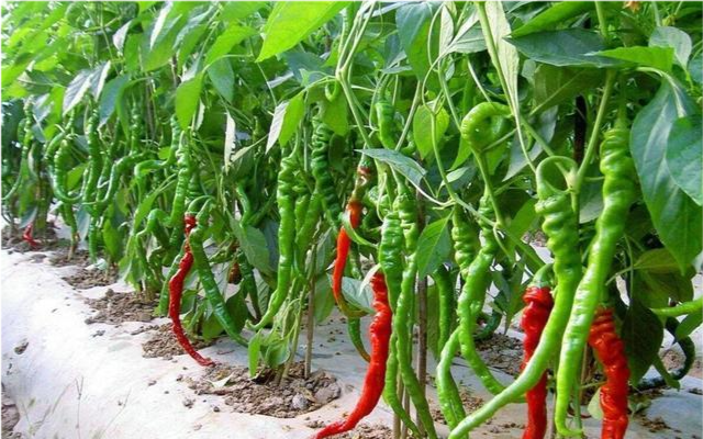 农村大棚种植辣椒,为何采用起垄加地膜覆盖?这其中的道理不简单