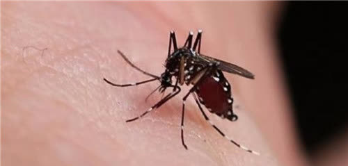 蚊子无孔不入,为何不咬非洲人,即使蚊子爬遍全身?原因