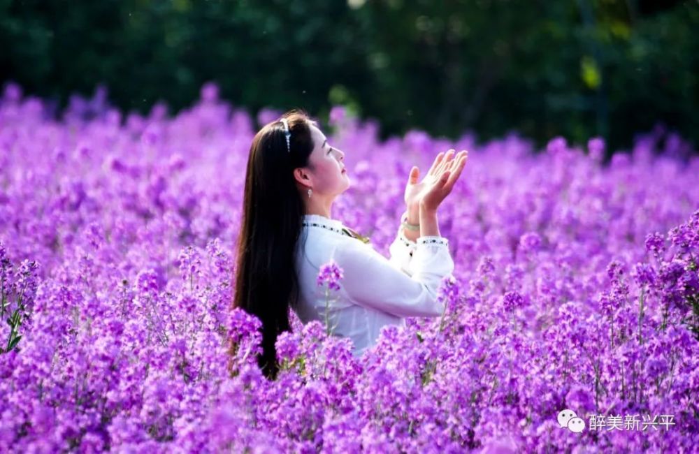 实拍:紫色花海中的女子(高清)