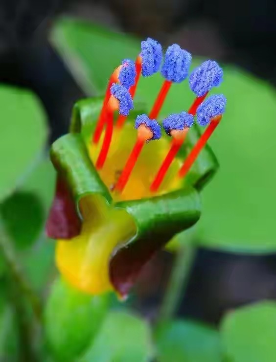 世界上最奇葩的花