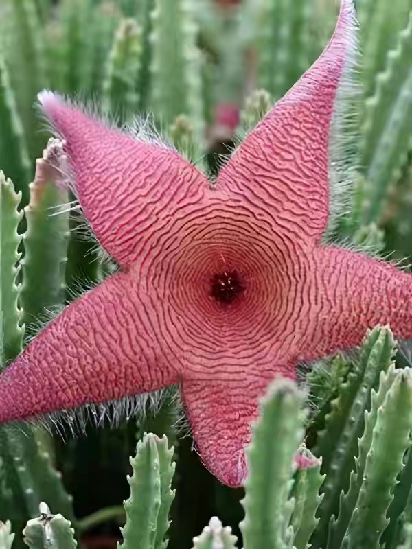 世界上最奇葩的花