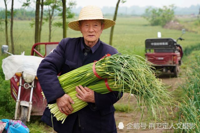 陕西农民种蒜苗,"歪打正着"亩收入10000多元,啥情况