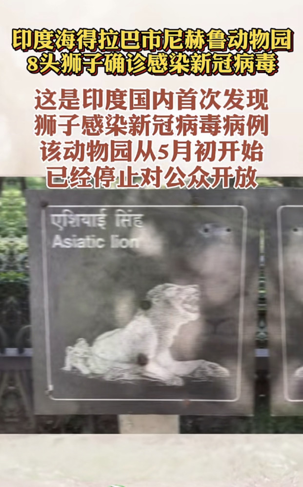 印度动物园8头狮子确诊感染新冠病毒
