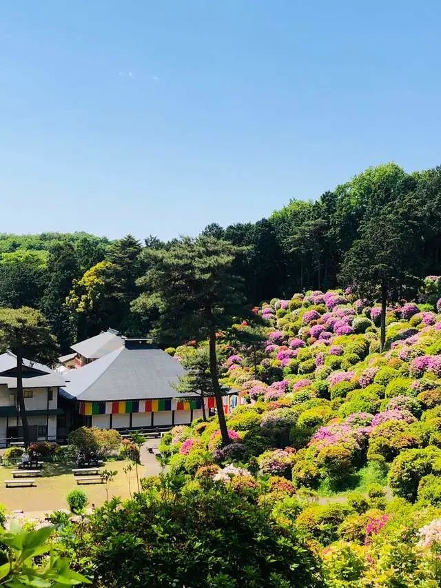 东京都内最美的杜鹃花,开在有"花与历史之寺"之称的