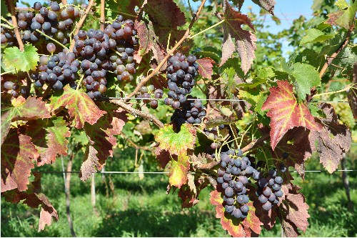 一文揭晓意大利本土经典红葡萄品种