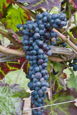 一文揭晓意大利本土经典红葡萄品种